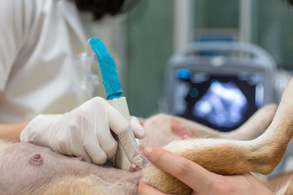 Abortion in Dogs