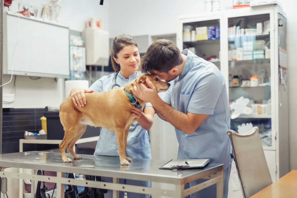 Ways to Get Your Vet Team Mental Health Support; a vet team comforts a dog.