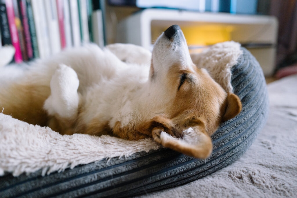 syncope in dogs; a dog lays on their back in their bed.