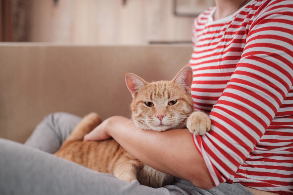 ginger-cat-sitting-on-womans-lap