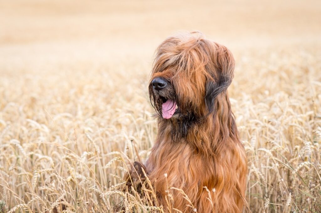 Tawny male Briard standing in a cornfield