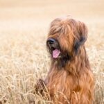 14 French Dog Breeds That Are Très Chic