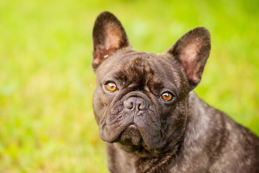 Black and brindle French bulldog close-up