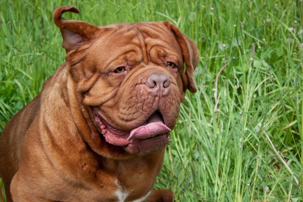 Bordeaux Mastiff sitting on green grass