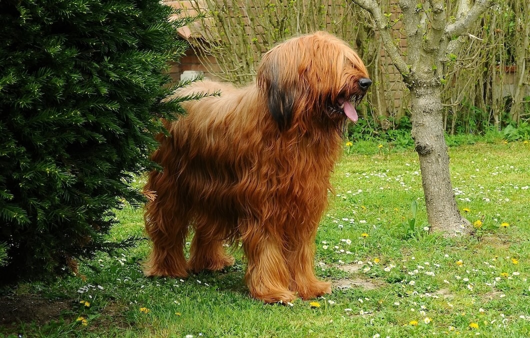 Brown Briard dog standing in a park
