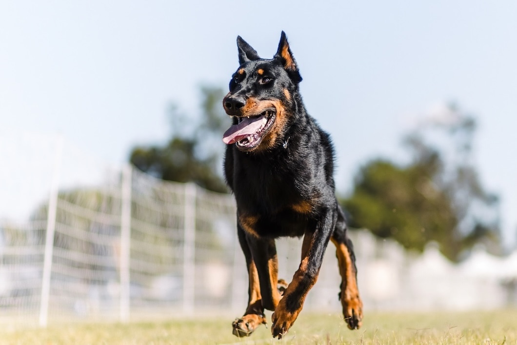 Black and tan Beauceron dog running outdoors