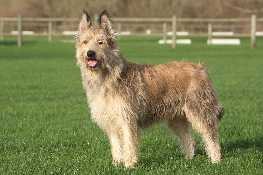 Berger Picard dog standing outdoors