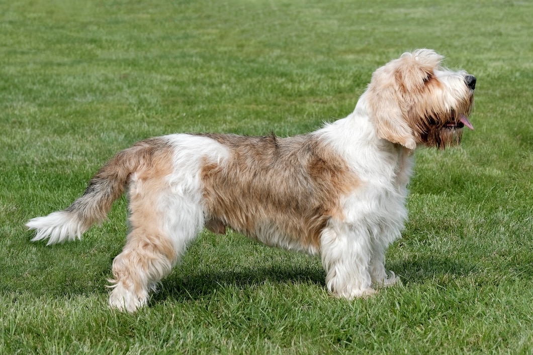 Petit Basset Griffon Vendéen in a garden