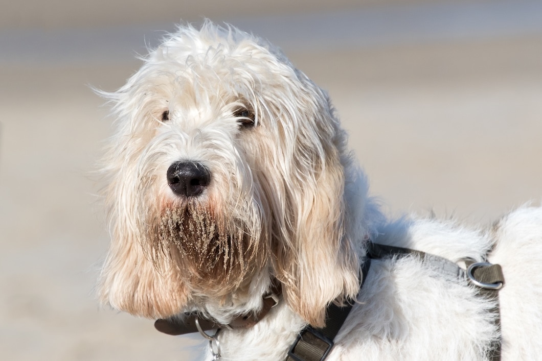 Grand Basset Griffon Vendéen standing on sand