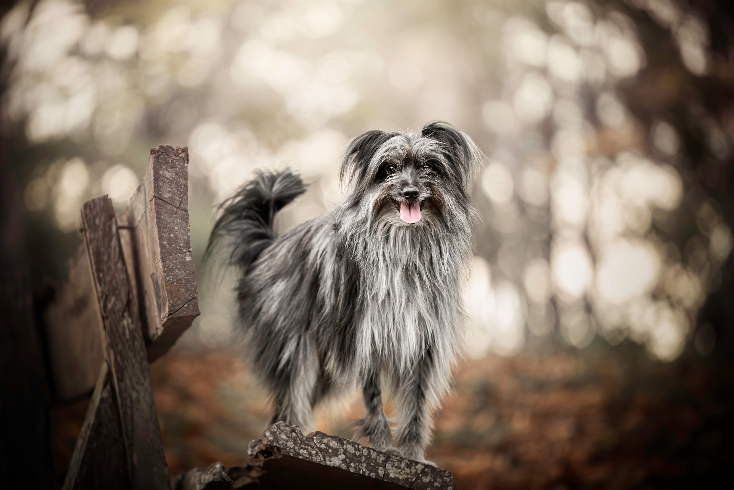Pyrenean Shepherd dog in a park