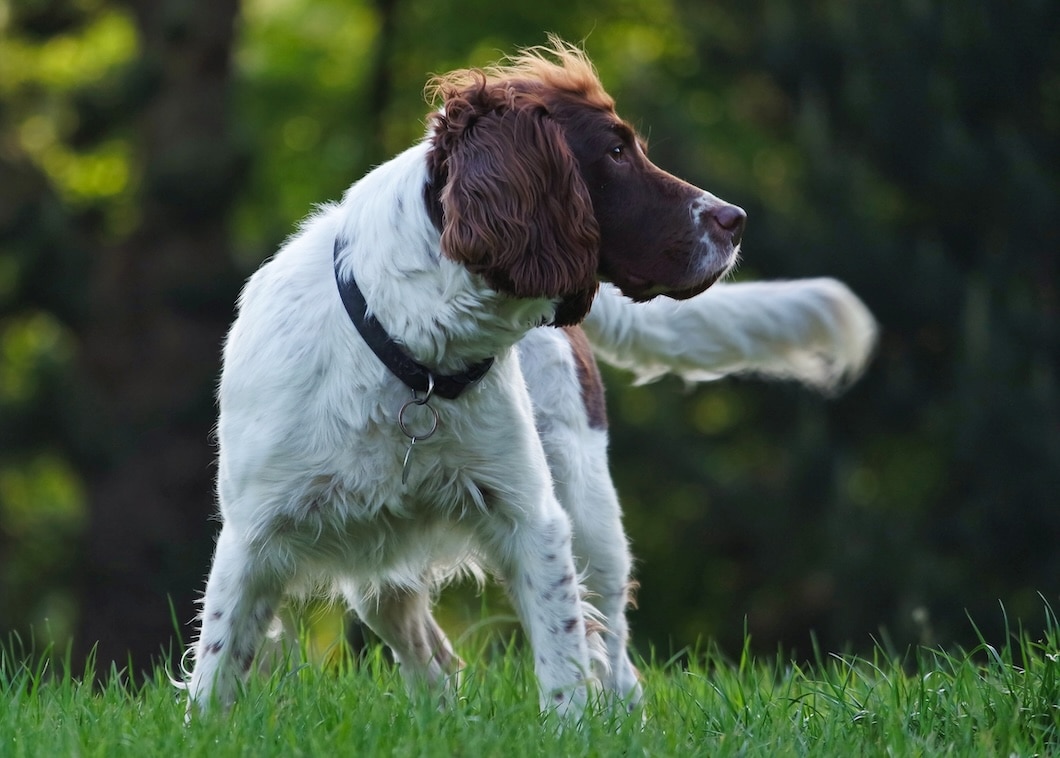 A French Spaniel outdoors looking over their shoulder
