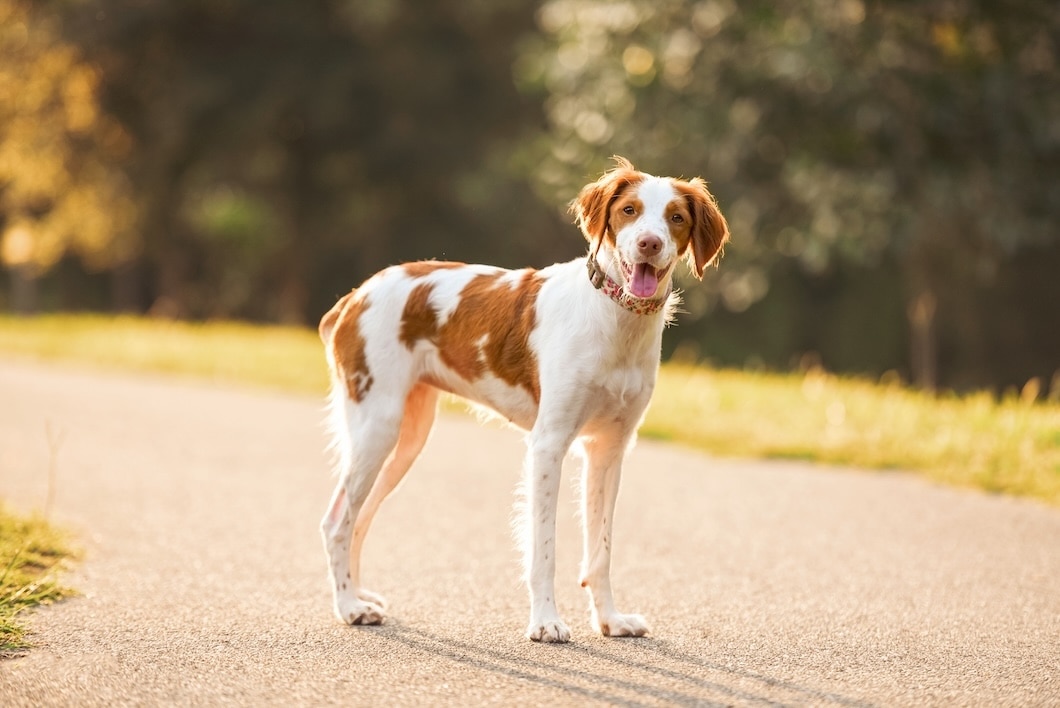 Brittany Spaniel outdoors in a summer park