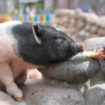 What Do Pigs Eat? 5 Key Things To Feed Your Pet Pig