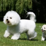 Maltese vs. Bichon Frise: Which Small White Dog Is Right for You?