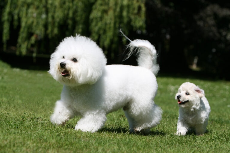 A pair of Bichons Frise on green grass