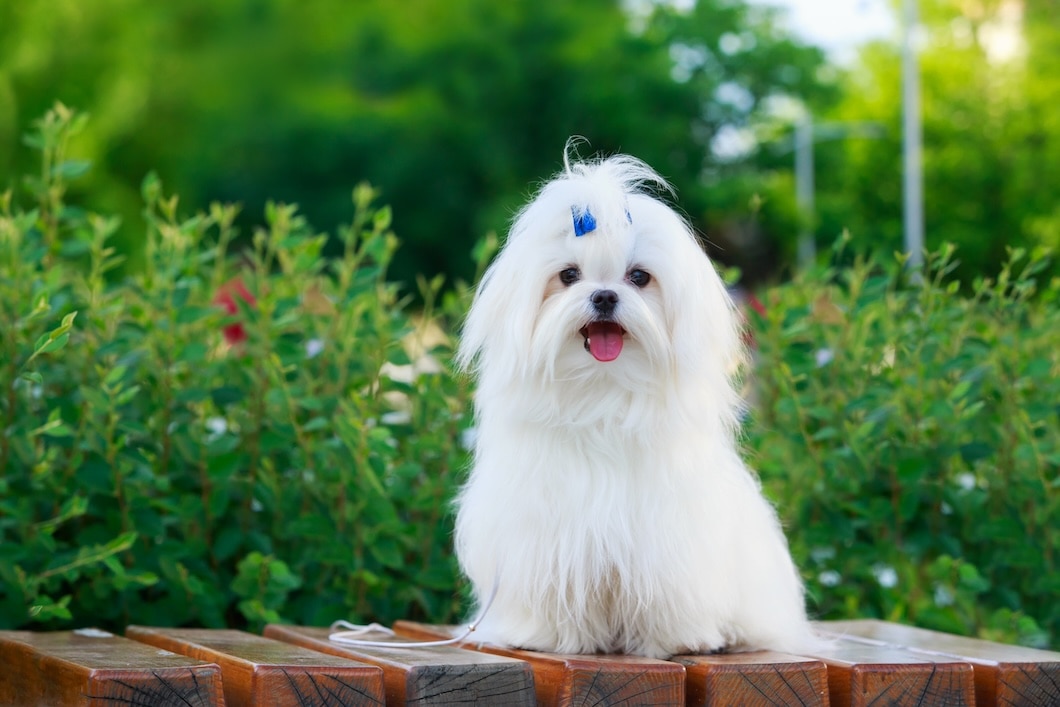 A small white Maltese dog sitting outdoors and looking at the camera