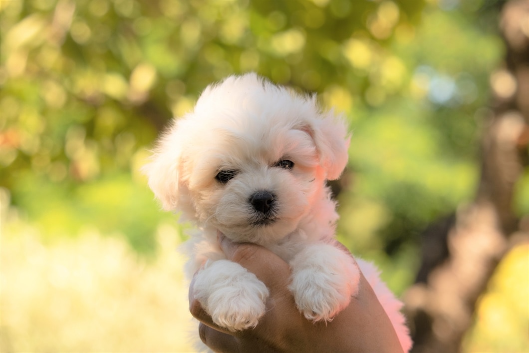 A puppy Bichon Frise