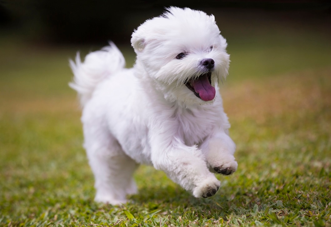 A small white dog running through green grass outdoors