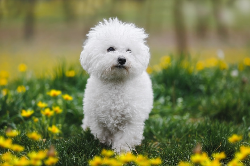 A Bichon Frise puppy walks around a sunny lawn