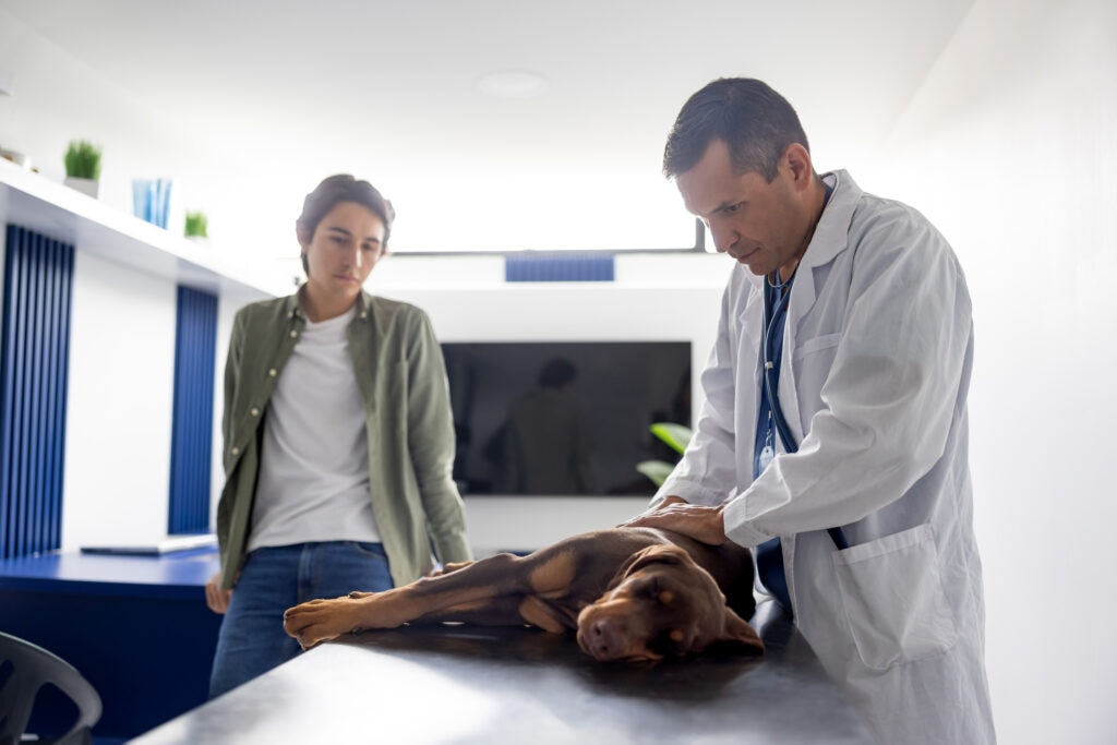Congestive heart failure in dogs