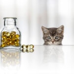 Cod Liver Oil for Cats: Does It Actually Help?