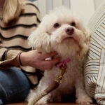 Anxiety in Dogs: What It Is and How To Help Your Pup