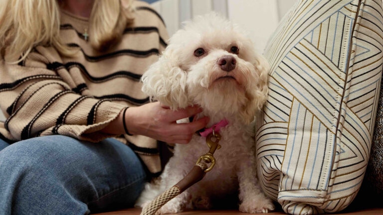 anxiety in dogs: pet parent petting white dog in vet clinic