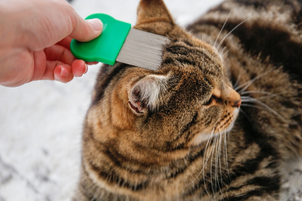 how to get rid of fleas on cats; a pet parent using a flea comb on their cat, an effective way to remove and kill cat fleas.