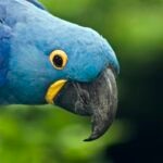 Do Macaws Lay Eggs?