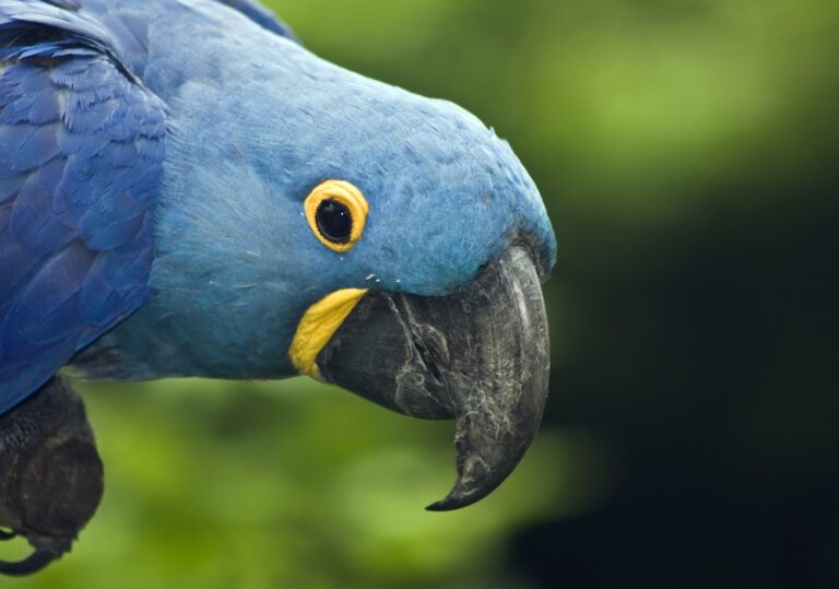 Blue macaw face close up