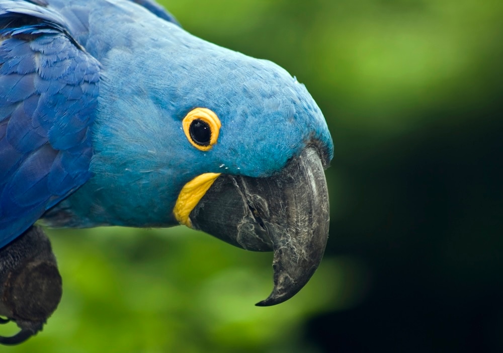 Blue macaw face close up