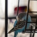 Do Birds Sleep?