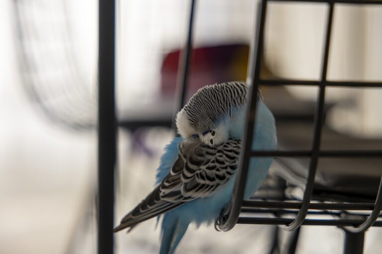 pet budgie sleeping with their beak tucked into feathers