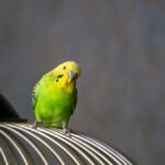 Parakeet (Budgie) Cage Setup