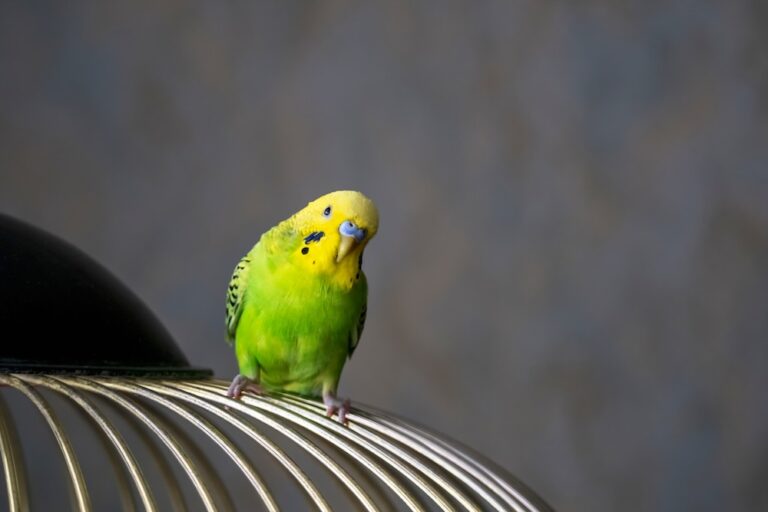 budgie perched on top of cage