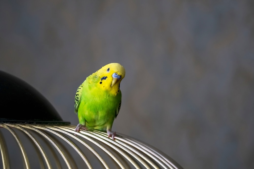 budgie perched on top of cage