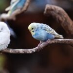 Parakeet Sounds and What They Mean