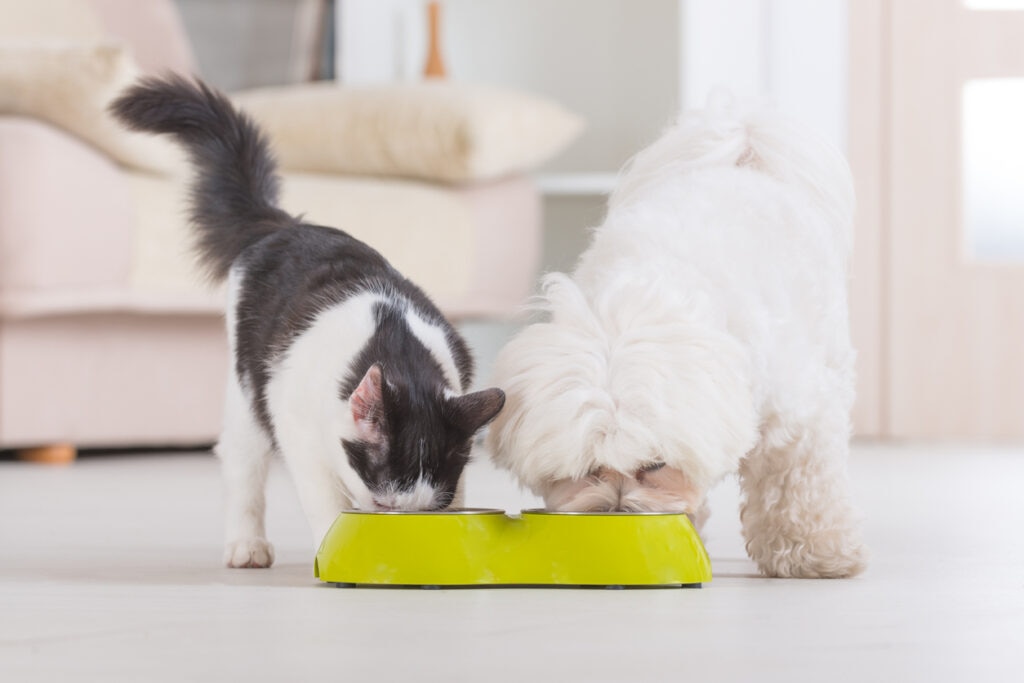 dog and cat eating from bowls on floor
