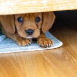 L-Theanine for Dogs: What You Need to Know