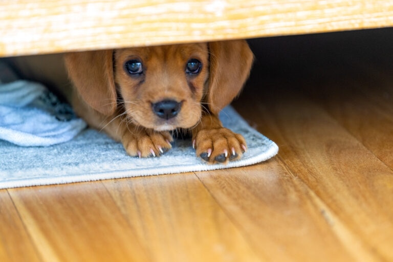 L-theanine can help dogs who are scared of storms, fireworks, car rides, and other stressful events.