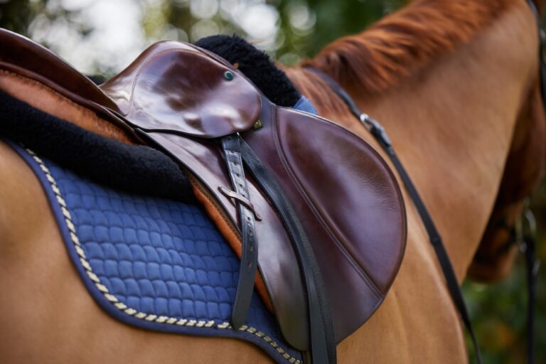 Horse wearing tack