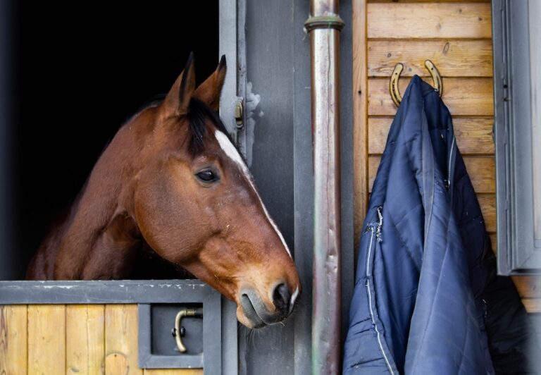 Horse in stall next to blanket on a hook