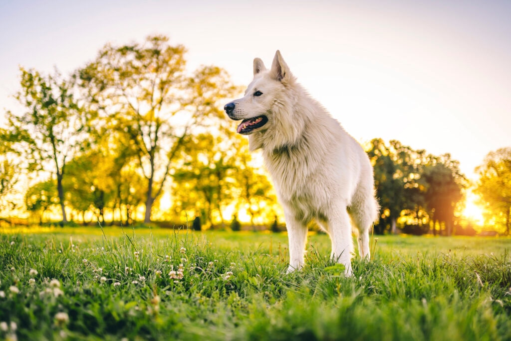 fly biting in dogs; a dog stands in a field.