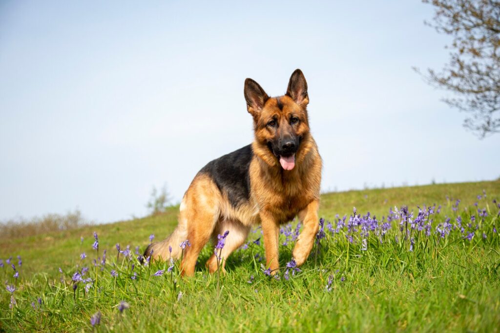 german shepherd dog standing in a grassy field
