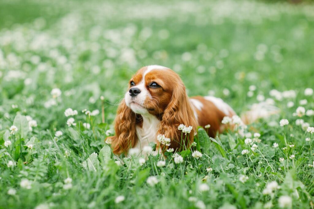 red and white cavalier king charles spaniel lying in grass