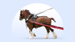 Clydesdale Horse