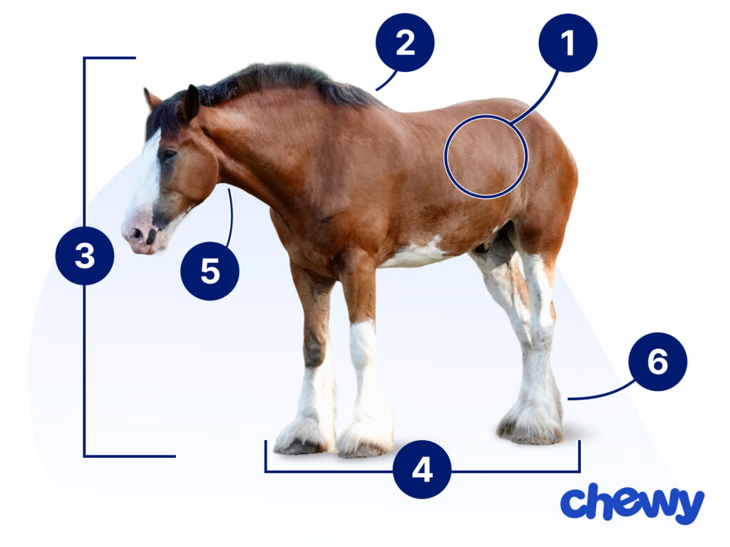 Photo of a Clydesdale Horse
