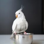 My Cockatiel Laid an Egg. Now What?