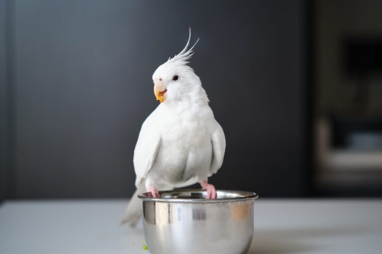 albino cockatiel perched on food bowl