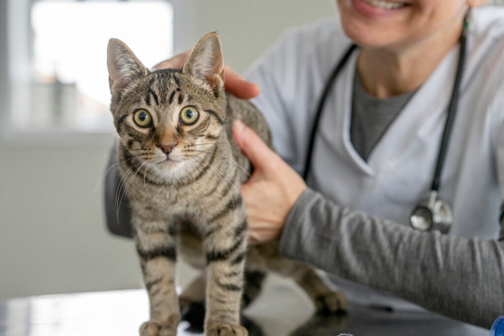 luxating patellas in cats; a cat is examined by their veterinarian.